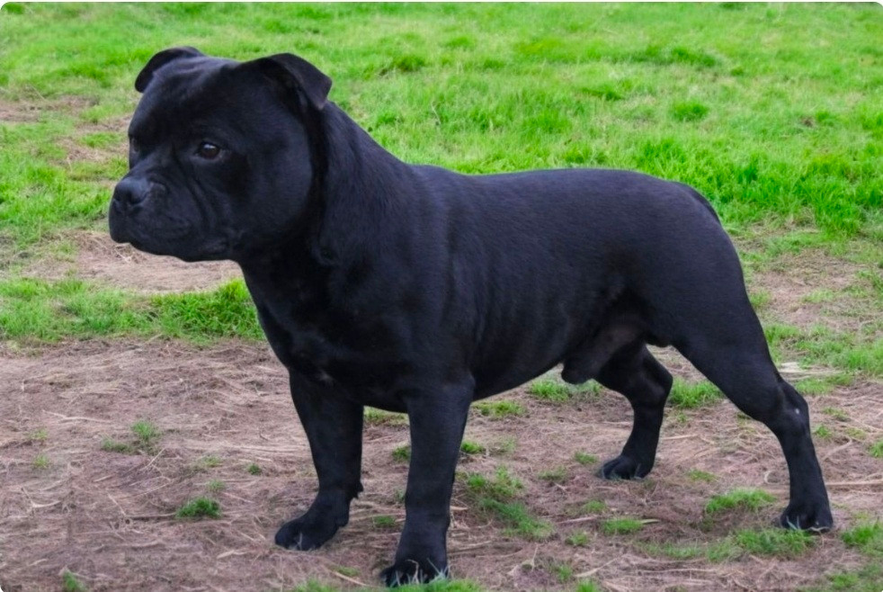 Ultimate dog Marley De La Vallée Des Volques