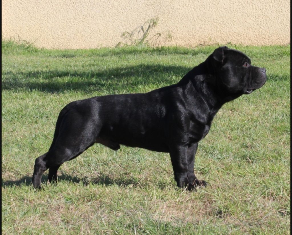 Ultimate dog marley De La Vallée Des Volques