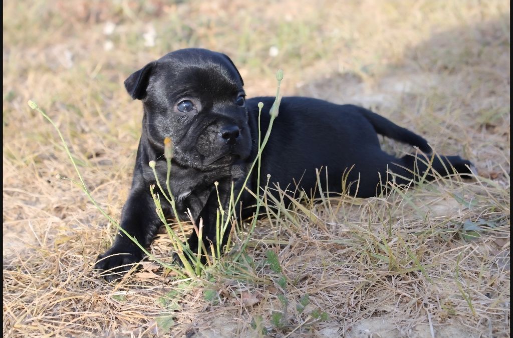 De La Vallée Des Volques - Chiots disponibles - Staffordshire Bull Terrier