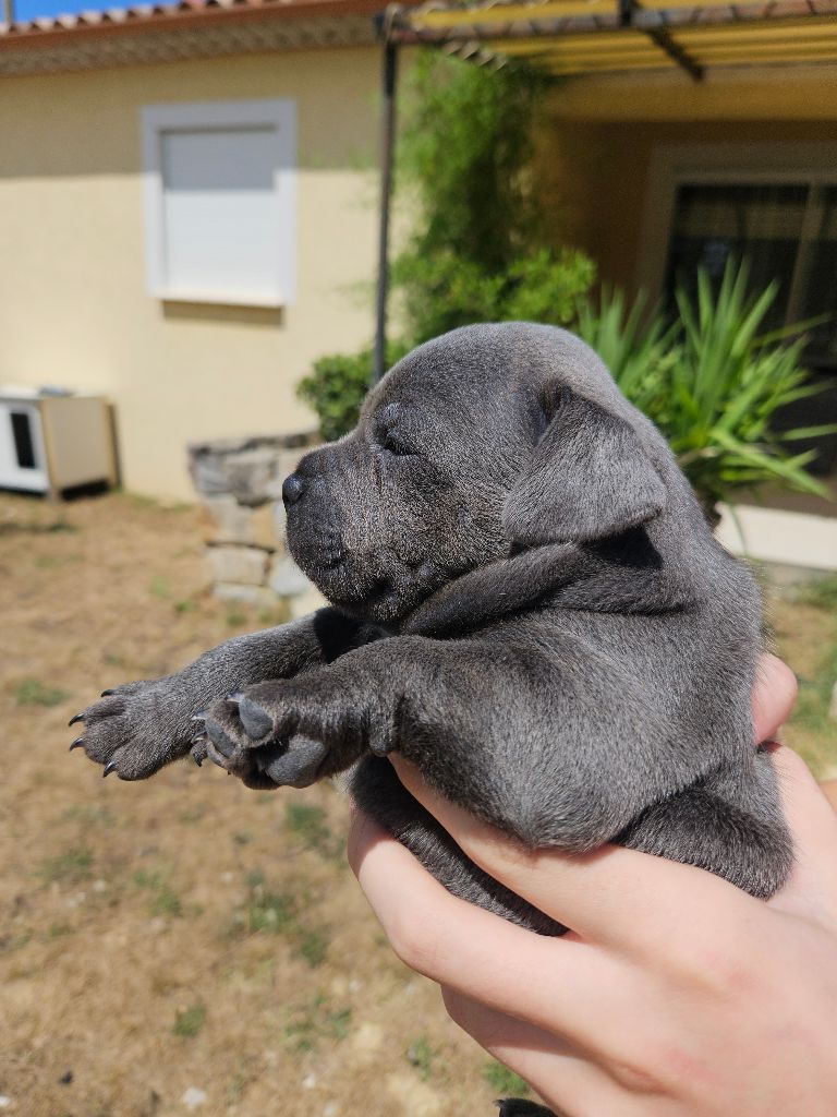 De La Vallée Des Volques - Chiots disponibles - Staffordshire Bull Terrier